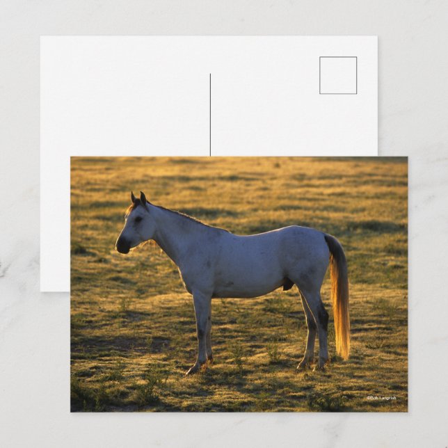 Carte Postale Bob Langrish | Arrière-lit debout (Devant / Derrière)