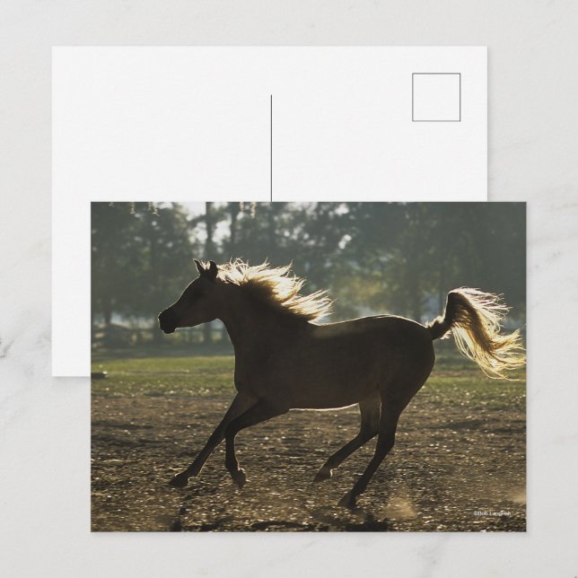 Carte Postale Bob Langrish | Arrière-lit en cours d'exécution (Devant / Derrière)