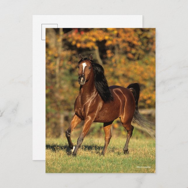 Carte Postale Bob Langrish | Arrière - plan automatique arabe de (Devant / Derrière)