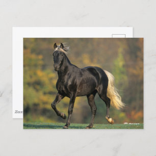 Carte Postale Bob Langrish   Automne Rocky Mountain Horse