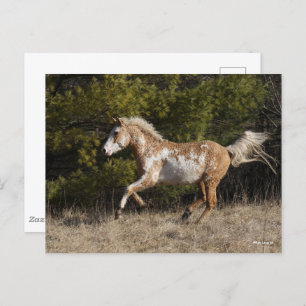 Carte Postale Bob Langrish Bashkir Curly Stallion Courant
