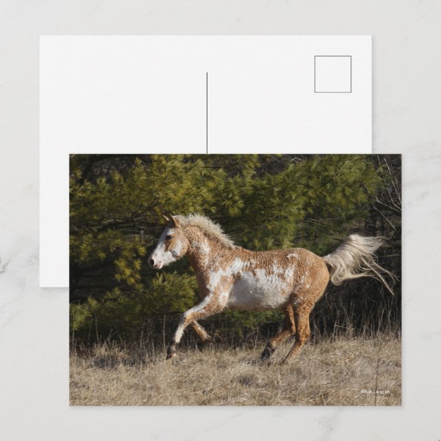 Carte Postale Bob Langrish | Bashkir Curly Stallion Courant (Devant / Derrière)