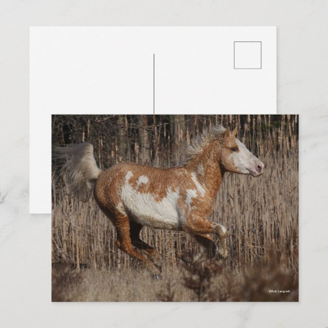 Carte Postale Bob Langrish | Bashkir Curly Stallion Courant (Devant / Derrière)