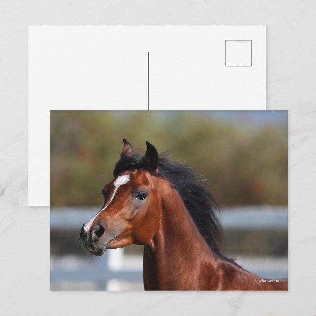 Carte Postale Bob Langrish | Bay Arab Colt Headshot (Devant / Derrière)