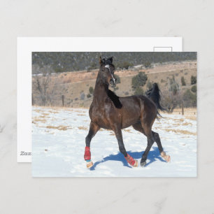 Carte Postale Bob Langrish Bay Arab Horse Running In Snow