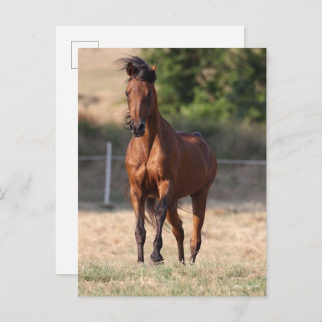 Carte Postale Bob Langrish | Bay Arab Standing Mane Blown (Devant / Derrière)