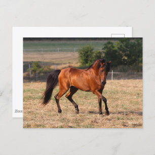 Carte Postale Bob Langrish Bay Arab Walking