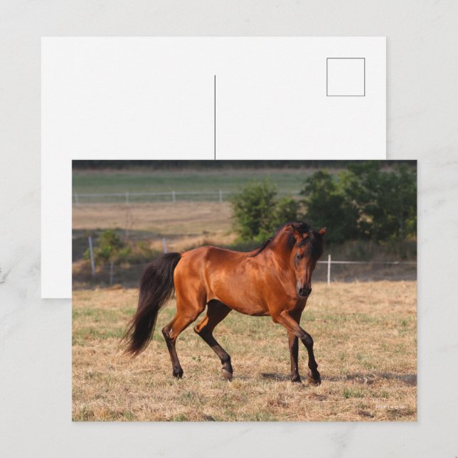 Carte Postale Bob Langrish | Bay Arab Walking (Devant / Derrière)