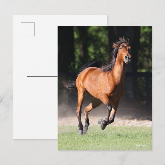 Carte Postale Bob Langrish | Bay Tennessee Walker Running (Devant / Derrière)