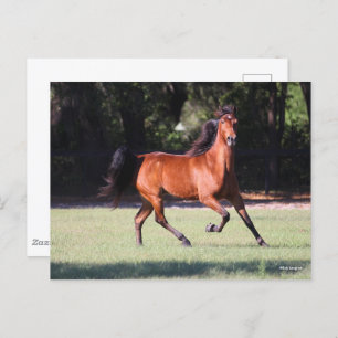 Carte Postale Bob Langrish Bay Tennessee Walker Running