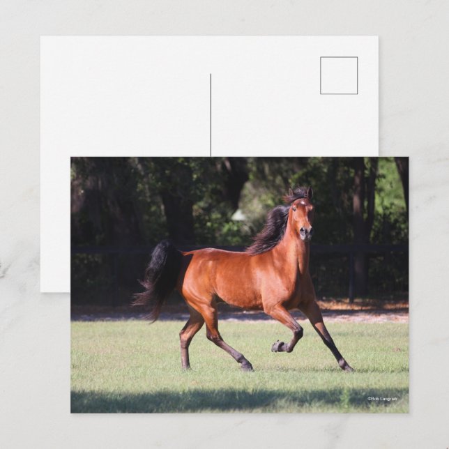 Carte Postale Bob Langrish | Bay Tennessee Walker Running (Devant / Derrière)