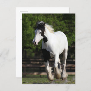 Carte Postale Bob Langrish Black and White Gypsy Vanner Running