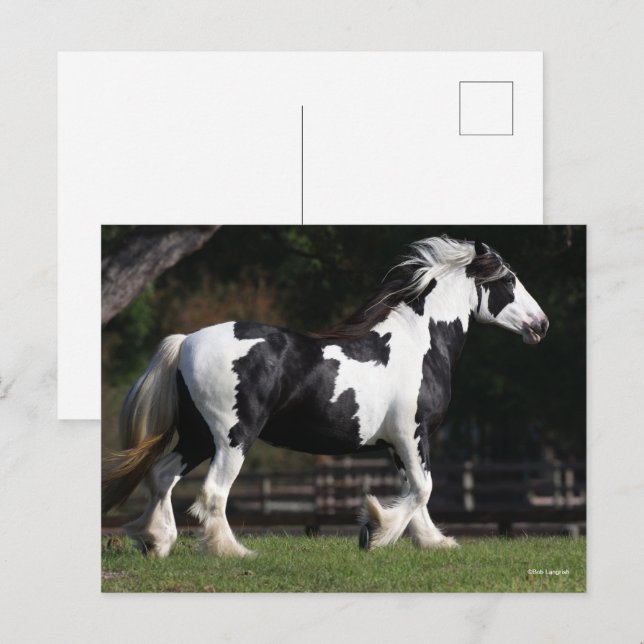 Carte Postale Bob Langrish Black and White Gypsy Vanner Walking (Devant / Derrière)
