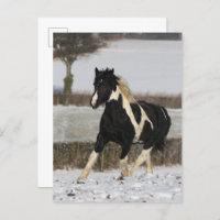 Bob Langrish Black and White Welsh Cob in the Snow