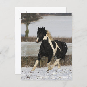 Carte Postale Bob Langrish Black and White Welsh Cob in the Snow