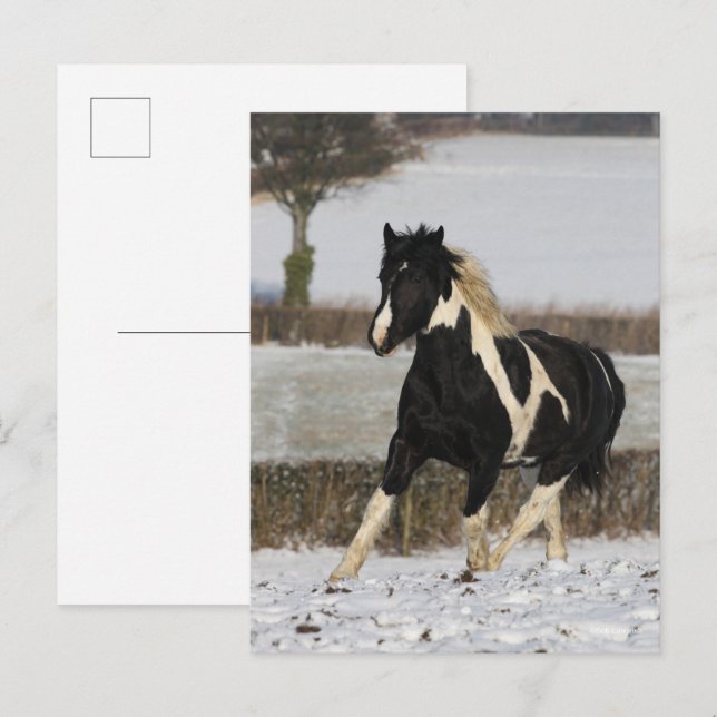 Carte Postale Bob Langrish Black and White Welsh Cob in the Snow (Devant / Derrière)