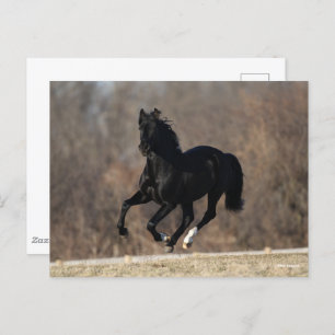 Carte Postale Bob Langrish Black Andalucian Stallion Courir