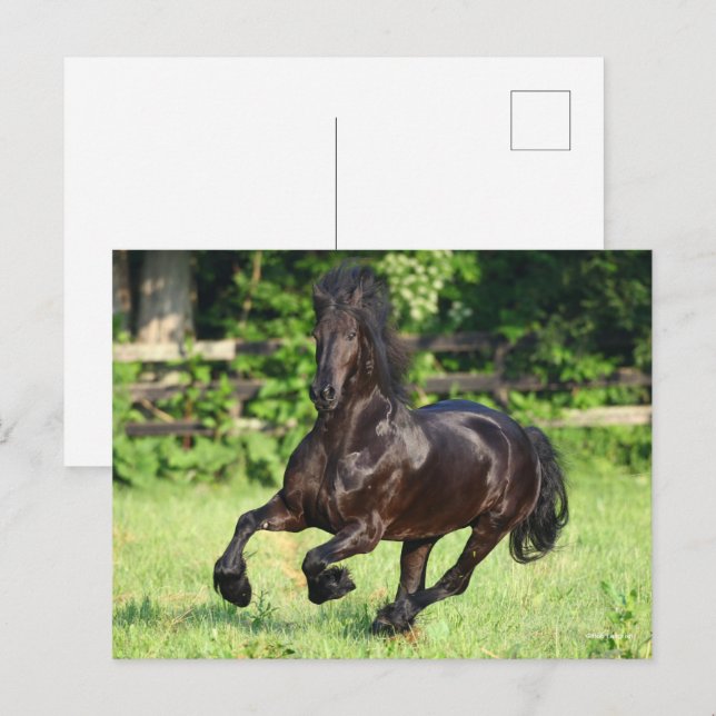 Carte Postale Bob Langrish | Black Friesian Running (Devant / Derrière)