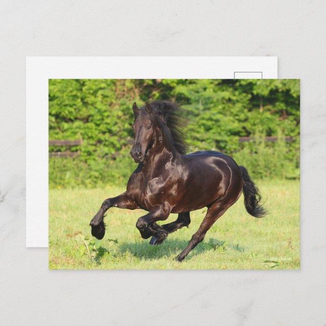 Carte Postale Bob Langrish | Black Friesian Running (Devant / Derrière)