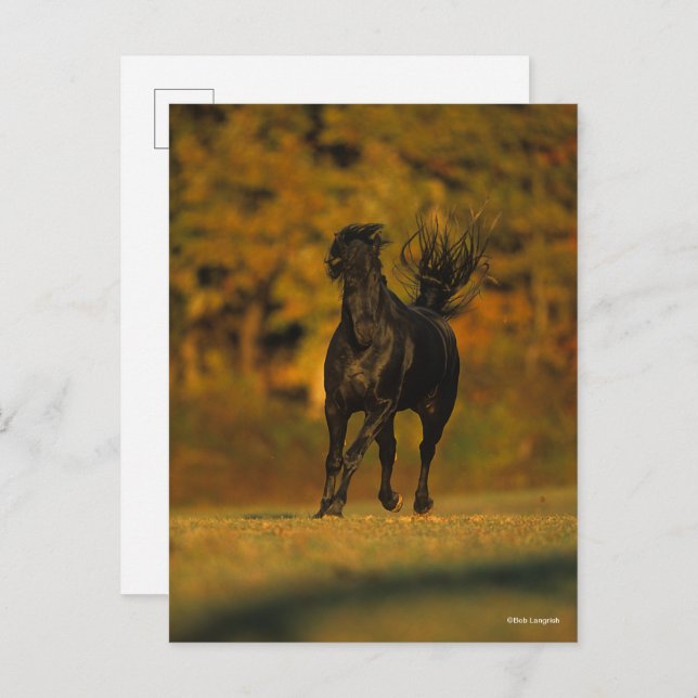 Carte Postale Bob Langrish | Black Friesian Running En Automne (Devant / Derrière)