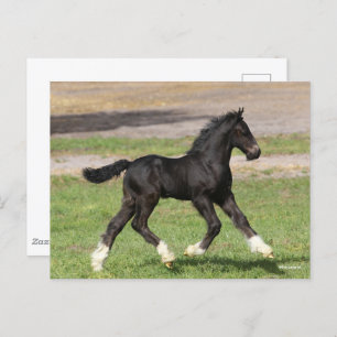 Carte Postale Bob Langrish   Black Gypsy Vanner Foal Running