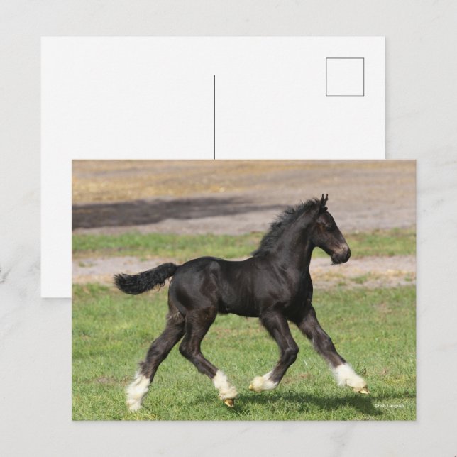 Carte Postale Bob Langrish | Black Gypsy Vanner Foal Running (Devant / Derrière)