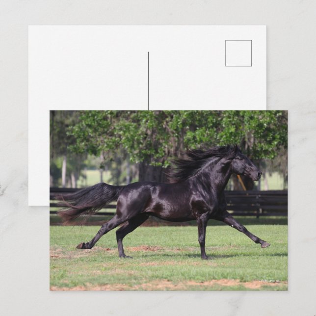 Carte Postale Bob Langrish | Black Lusitano Runer Mane Flow (Devant / Derrière)