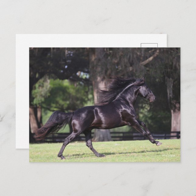 Carte Postale Bob Langrish | Black Lusitano Running (Devant / Derrière)