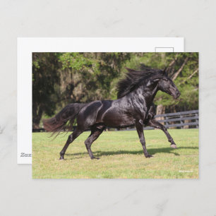 Carte Postale Bob Langrish   Black Lusitano Running