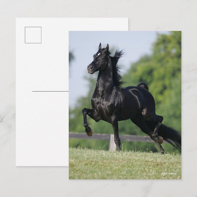 Carte Postale Bob Langrish | Black Morgan Horse Trotting (Devant / Derrière)