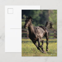 Bob Langrish | Black Warmblood Stallion Running
