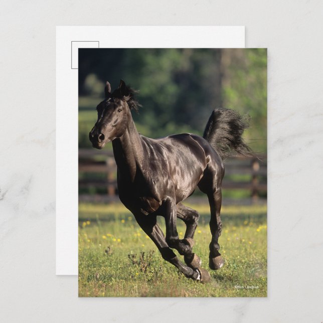Carte Postale Bob Langrish | Black Warmblood Stallion Running (Devant / Derrière)