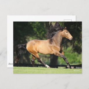 Carte Postale Bob Langrish   Buckskin Lusitano Running