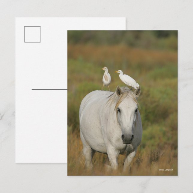Carte Postale Bob Langrish | Camargue gris avec deux oiseaux (Devant / Derrière)