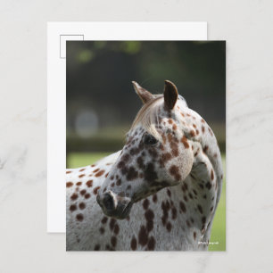 Carte Postale Bob Langrish Capture d'écran Appaloosa Standing