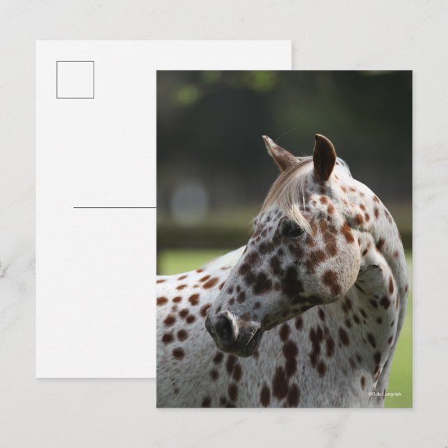 Carte Postale Bob Langrish | Capture d'écran Appaloosa Standing (Devant / Derrière)