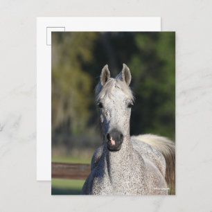 Carte Postale Bob Langrish Capture d'écran arabe gris