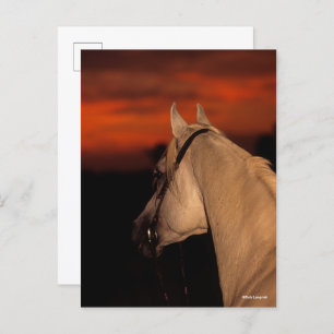 Carte Postale Bob Langrish Capture d'écran arabe grise au couc