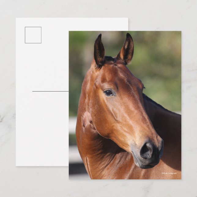 Carte Postale Bob Langrish | Capture d'écran de Bay Andalucian (Devant / Derrière)