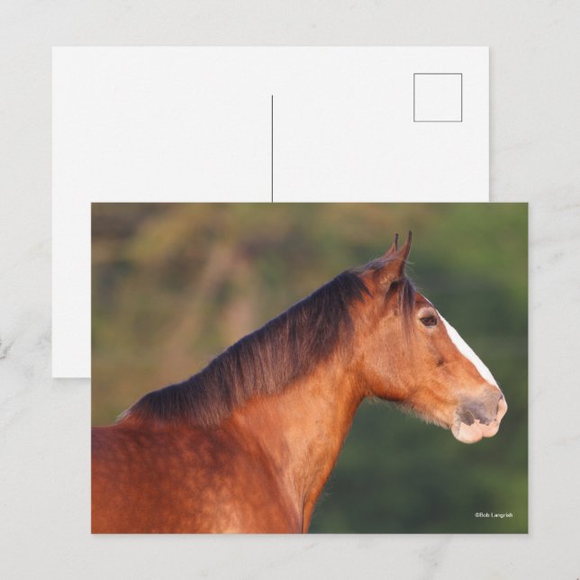 Carte Postale Bob Langrish | Capture d'écran de Bay Clydesdale (Devant / Derrière)