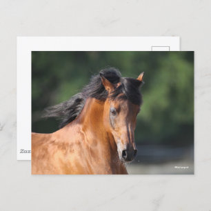 Carte Postale Bob Langrish Capture d'écran de la baie arabe