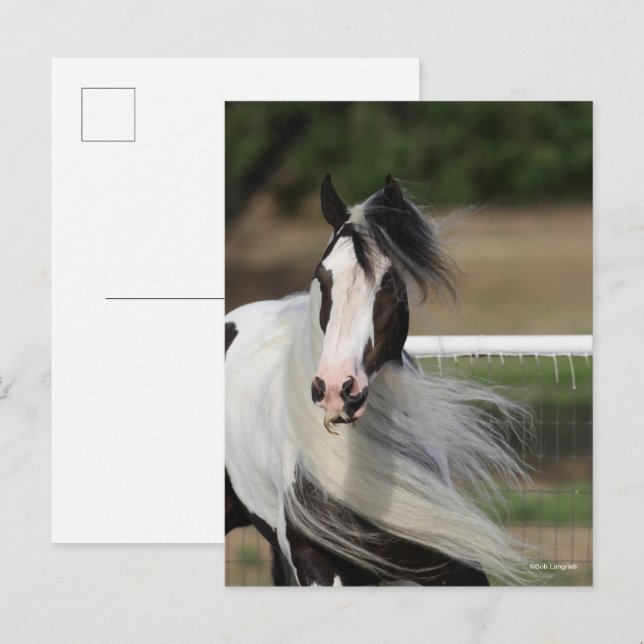 Carte Postale Bob Langrish | Capture d'écran de la bannière tzig (Devant / Derrière)