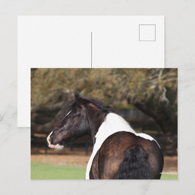 Carte Postale Bob Langrish | Capture d'écran de la bannière tzig (Devant / Derrière)