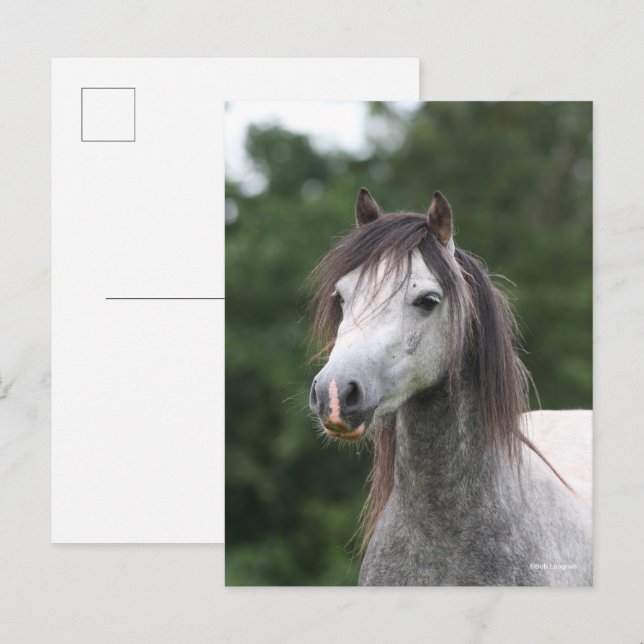 Carte Postale Bob Langrish | Capture d'écran de la rose galloise (Devant / Derrière)