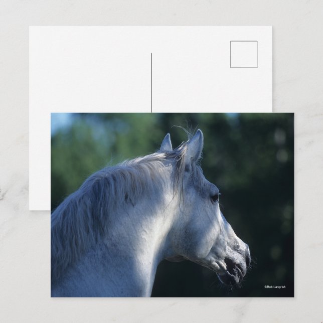 Carte Postale Bob Langrish | Capture d'écran de l'étoile Gray Tr (Devant / Derrière)