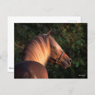 Carte Postale Bob Langrish Capture d'écran de Rocky Mountain H