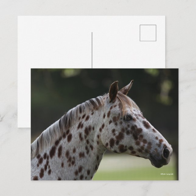 Carte Postale Bob Langrish | Capture d'écran de Spotty Appaloosa (Devant / Derrière)