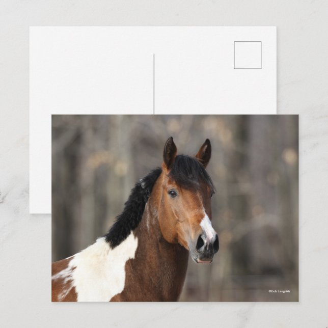 Carte Postale Bob Langrish | Capture d'écran du Cheval de peintu (Devant / Derrière)