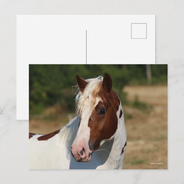 Carte Postale Bob Langrish | Capture d'écran du stallion Pinto H (Devant / Derrière)