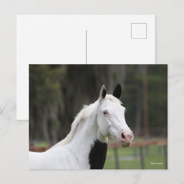 Carte Postale Bob Langrish | Capture d'écran d'un cheval en sang (Devant / Derrière)